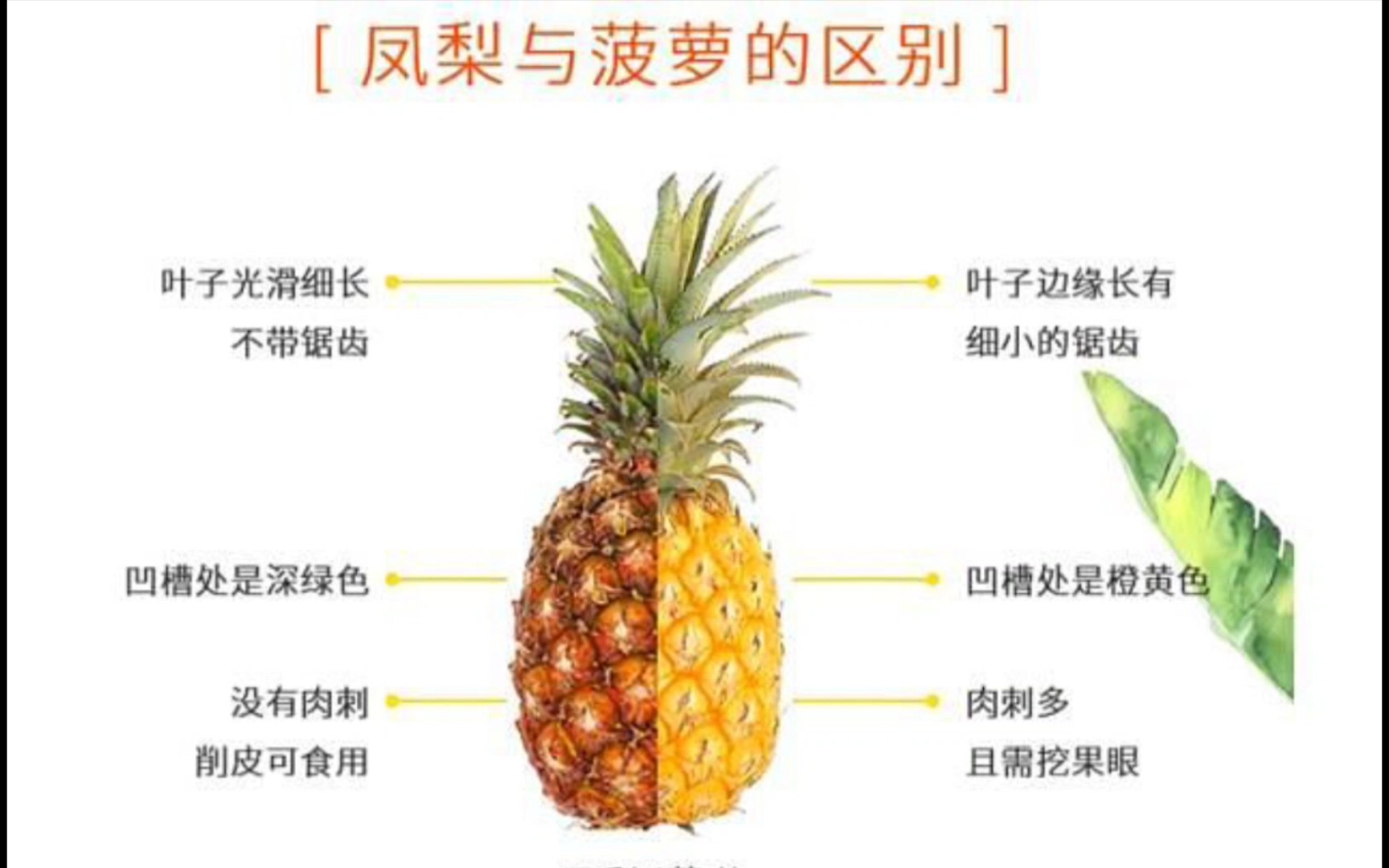 活动作品菠萝与凤梨的区别九年义务教育白学了