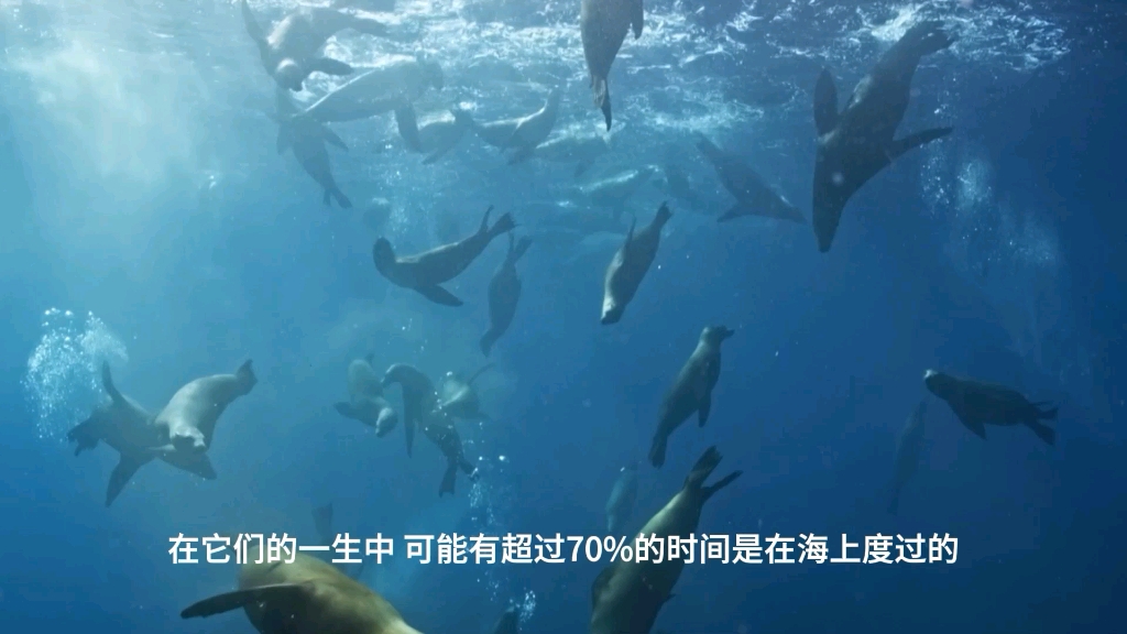 BBC纪录片解说 Mammals 2024 哺乳动物 Water 水域 2.哔哩哔哩bilibili