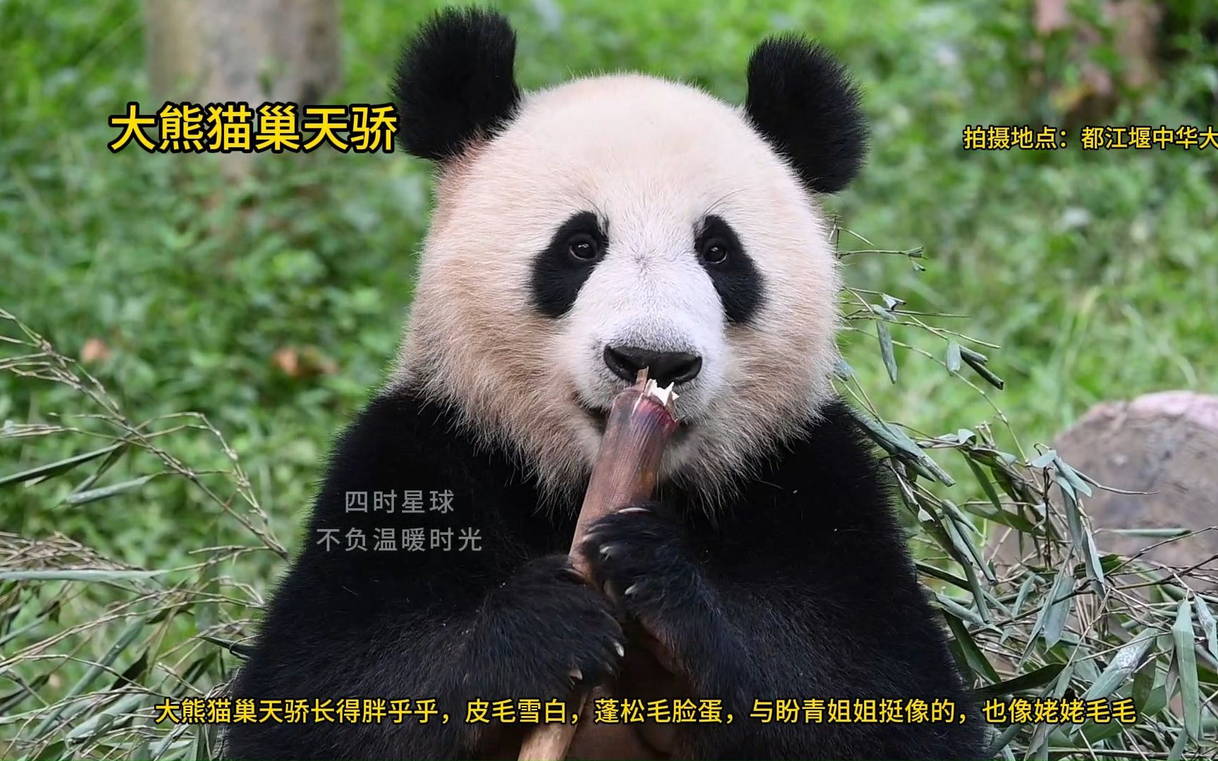 大熊猫巢天骄,白净甜美蓬松毛男熊