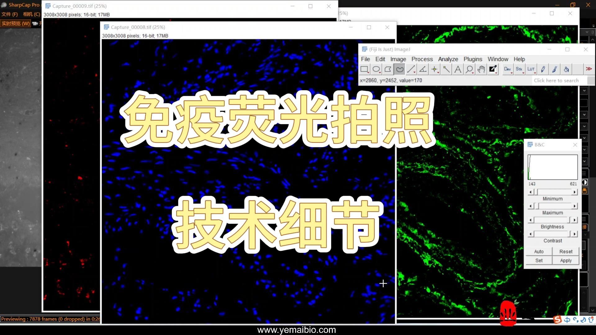 免疫荧光拍照细节,免疫荧光拍照技术细节与图像处理哔哩哔哩bilibili