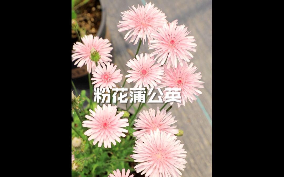 抖音1580粉花蒲公英哔哩哔哩bilibili