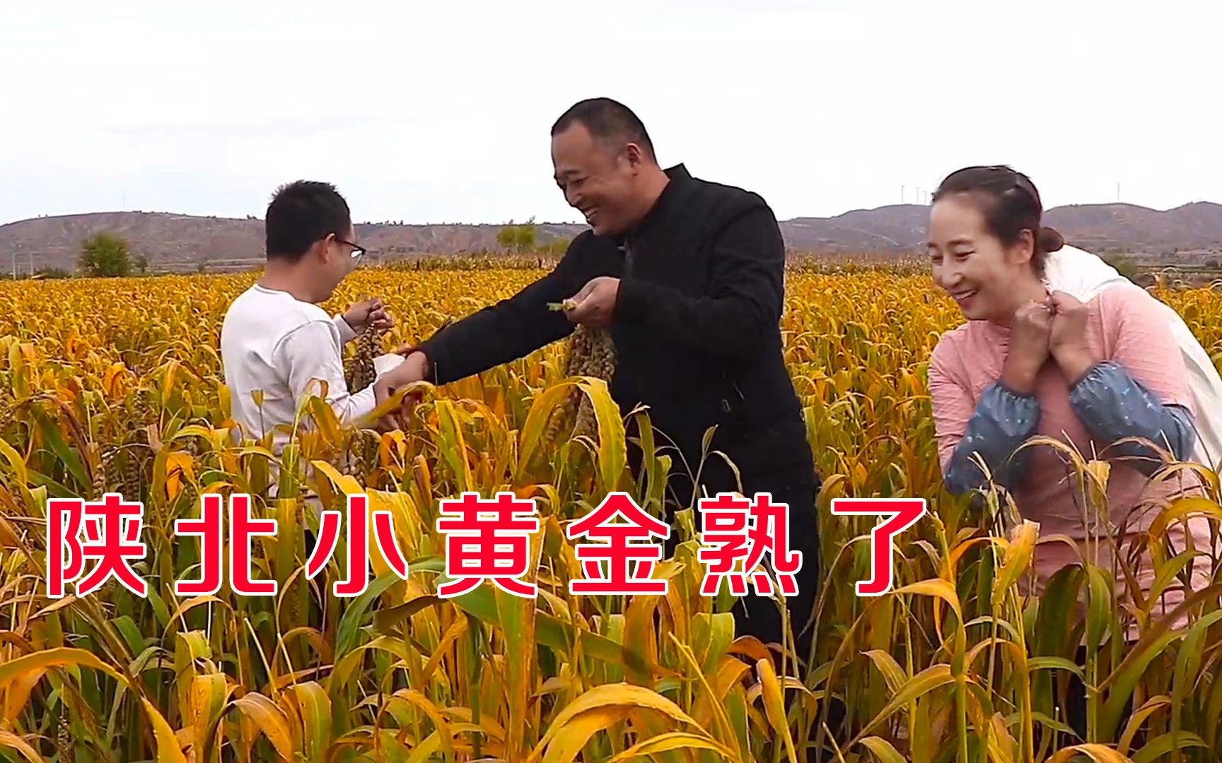 收割谷子,累饿了,春姐做麻辣牛肚犒劳大家,干完农活吃饭真过瘾哔哩哔哩bilibili