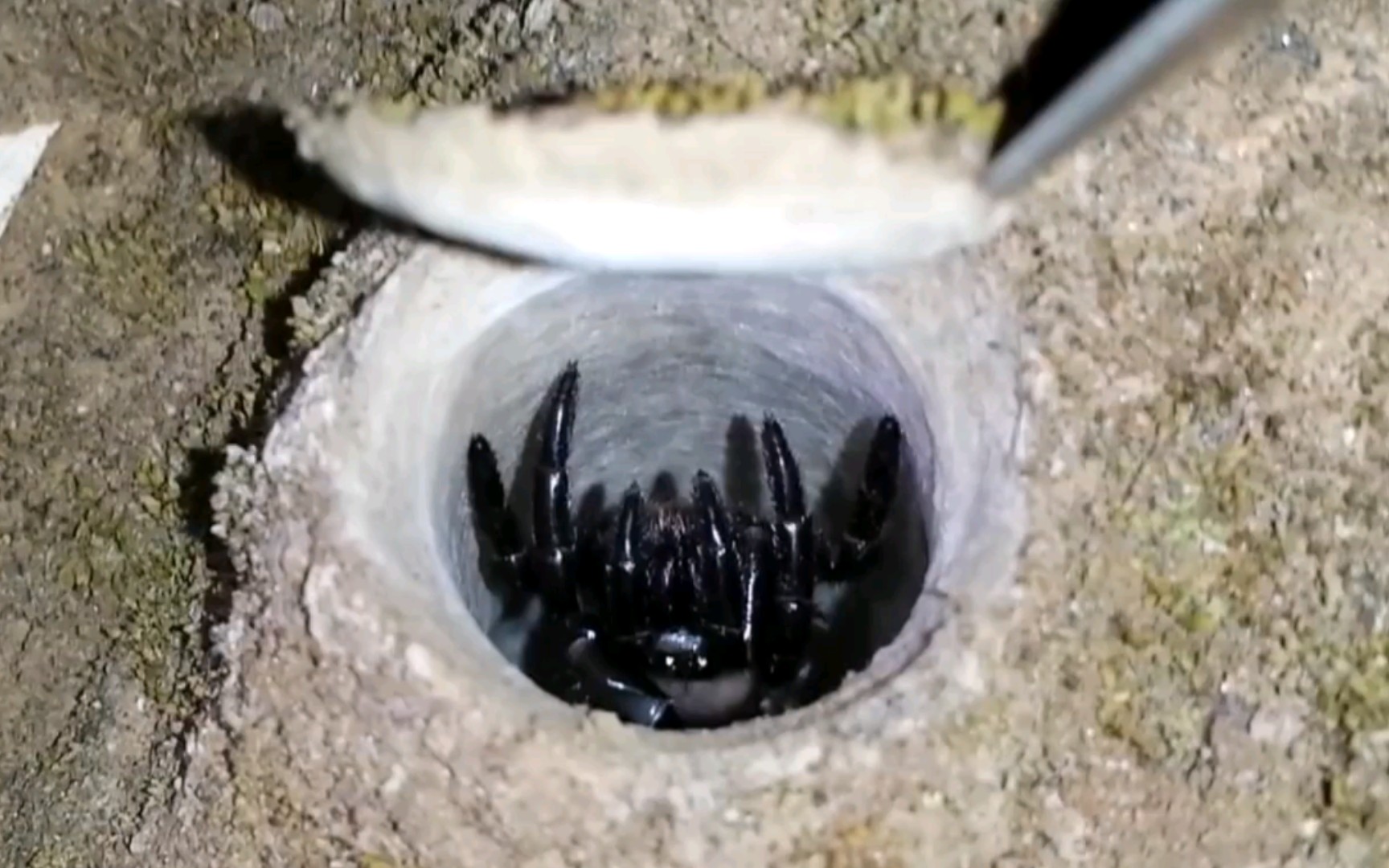 【野外观察】加利福尼亚沟穴蛛,神奇的活门蜘蛛,会扒盖盖真的好可爱呀