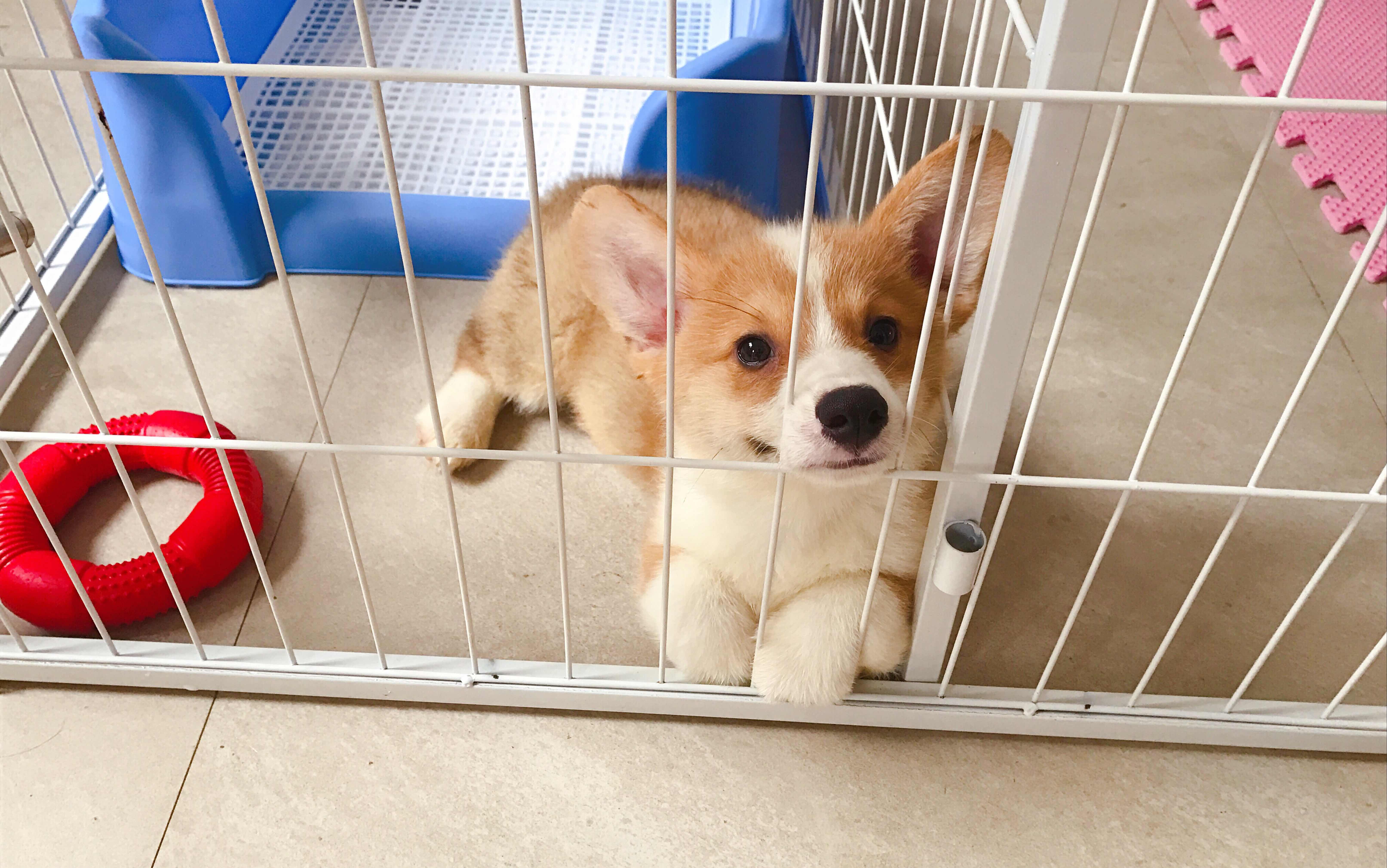 【柯基】神仙狗子完全不护食,甚至可以随便玩它