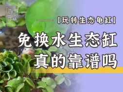 Download Video: 免换水古法生态龟缸靠谱吗 是不是智商税