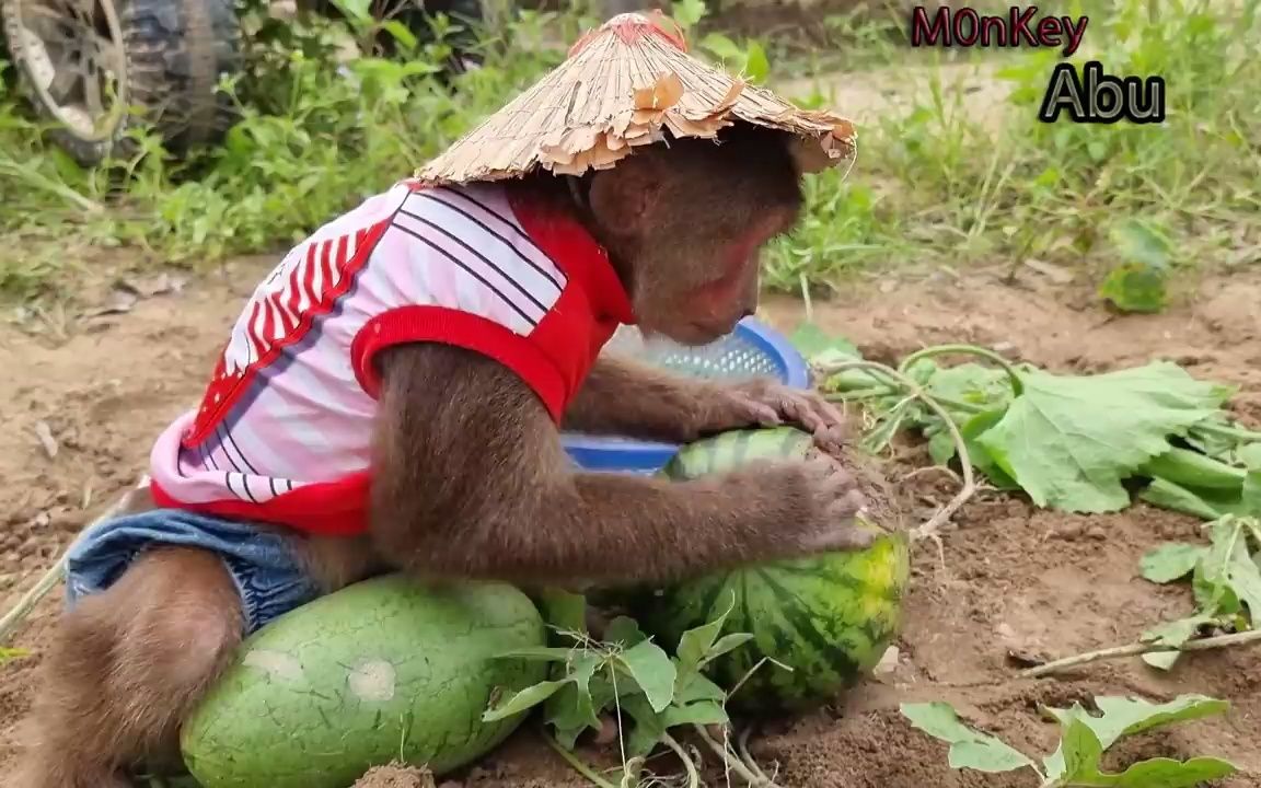 有趣的猴子阿布视频集锦