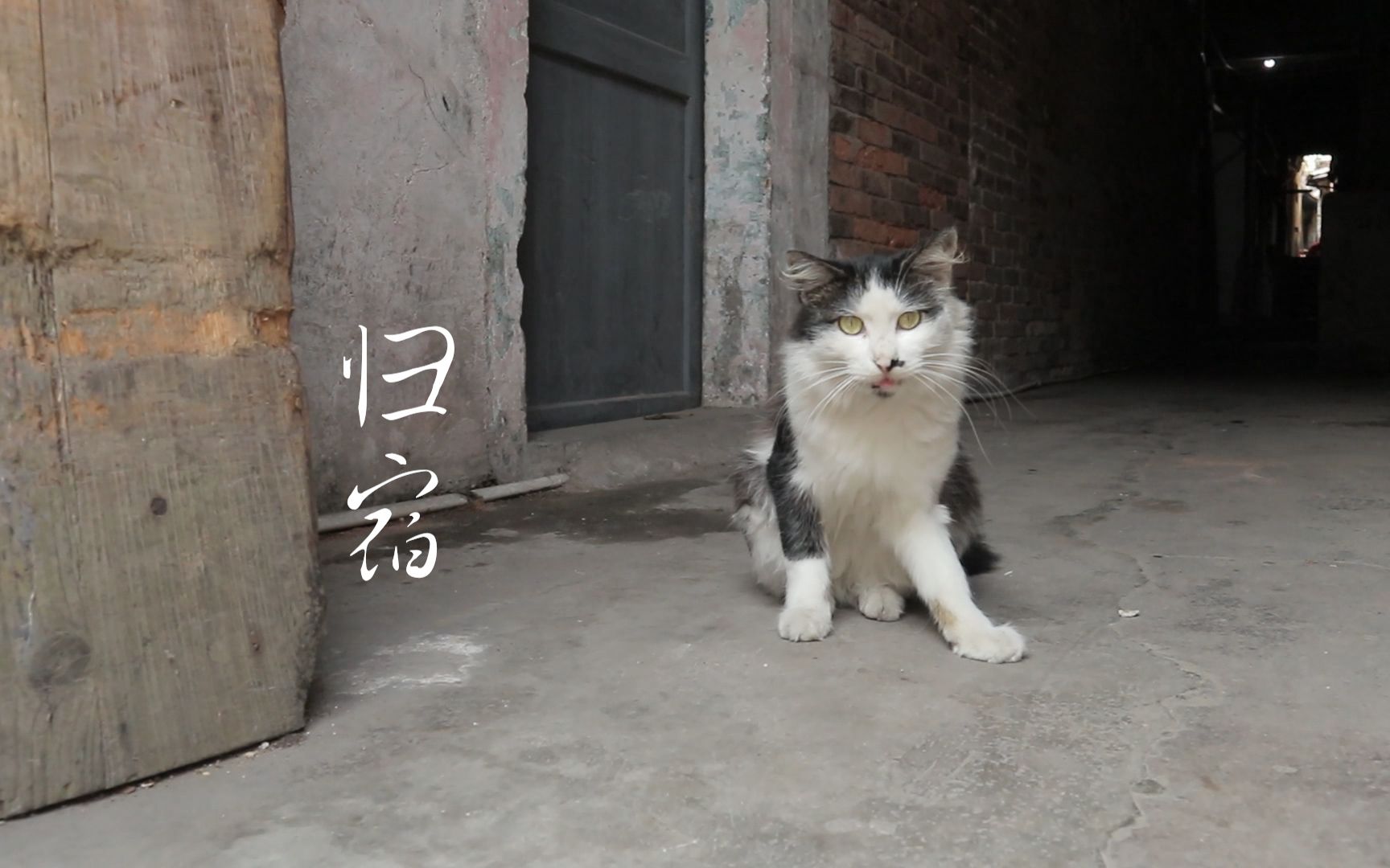 [图]它们，真的需要一个家——《归宿》 流浪动物纪实—湛江南柳村大家的宠物救助站
