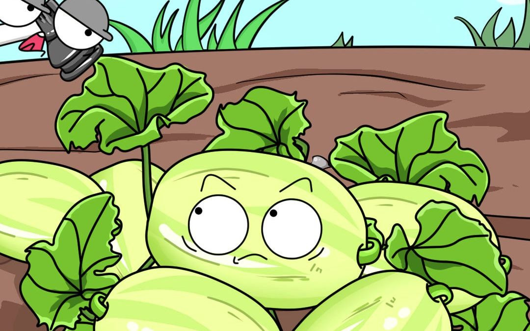 活动  你吃香瓜的时候有没有喇嗓子