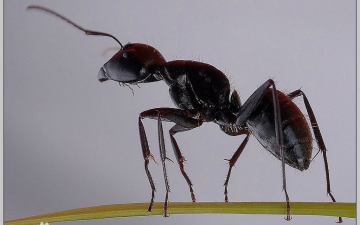 【手机延时摄影】非洲收获蚁.