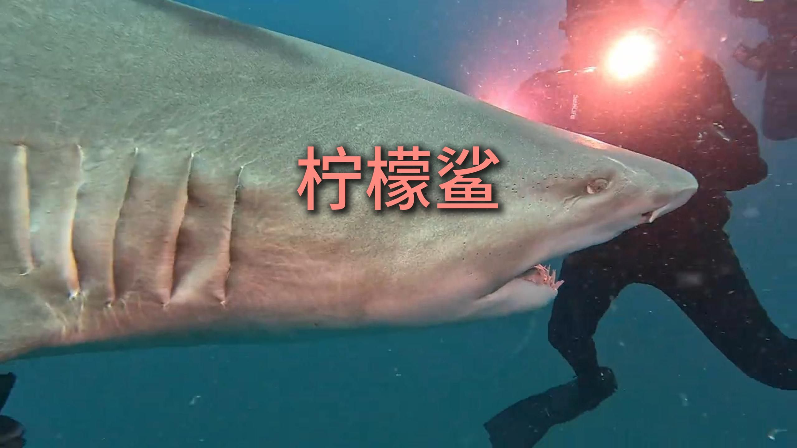 最可爱的鲨鱼-柠檬鲨