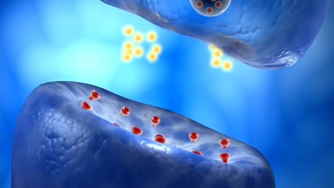 突触小泡释放神经递质作用于突触后膜哔哩哔哩bilibili