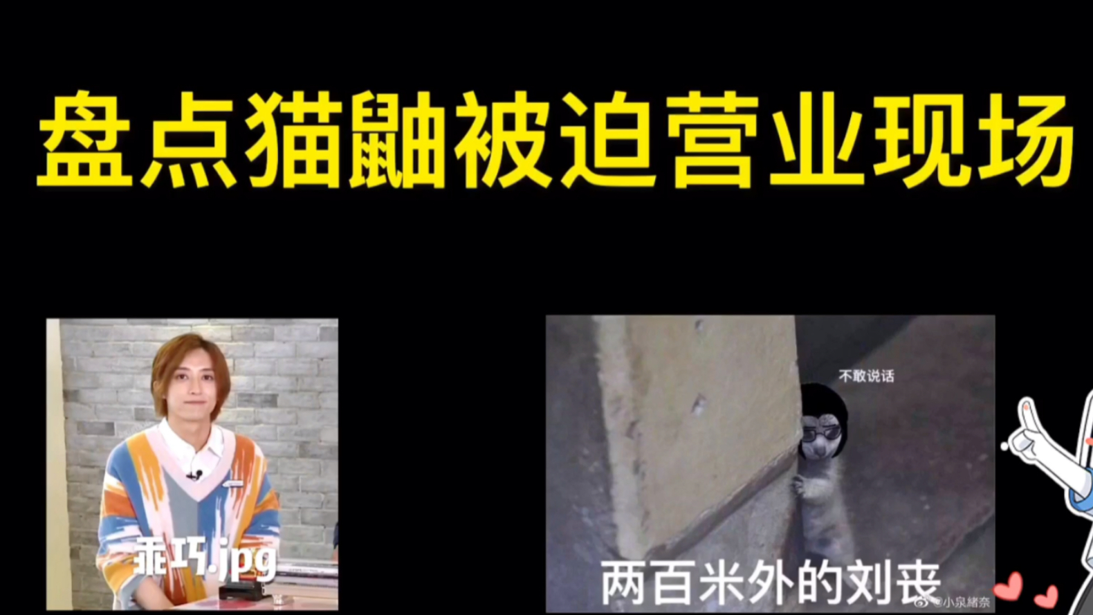 刘畅木法沙-盘点猫鼬被迫营业(卖萌/跳舞/卖艺)现场