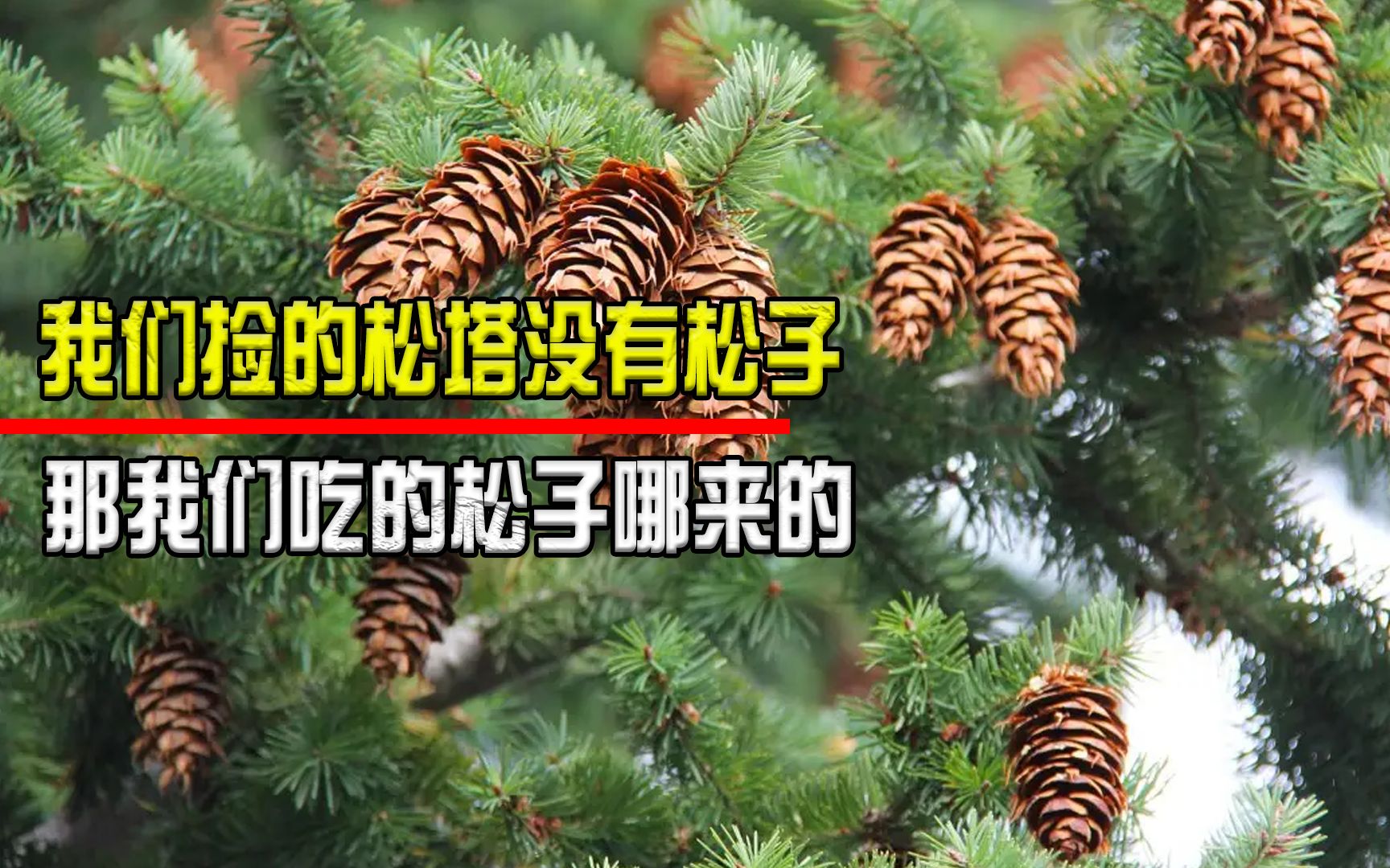 为什么我们捡到的松塔里没有松子,那我们吃的松子又是从哪来的?哔哩哔哩bilibili