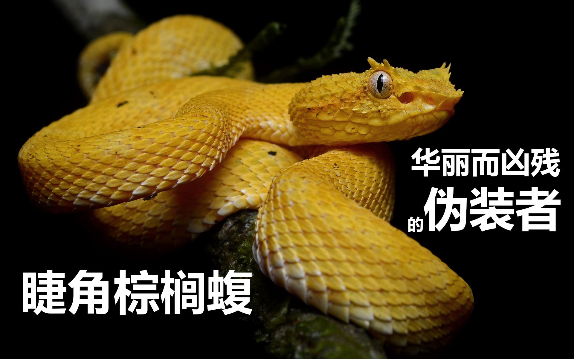 十大最诡异的蛇图片