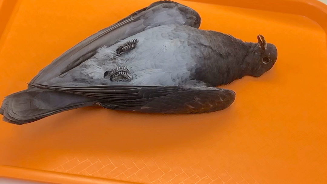 记录一下做的第一只鸽子标本