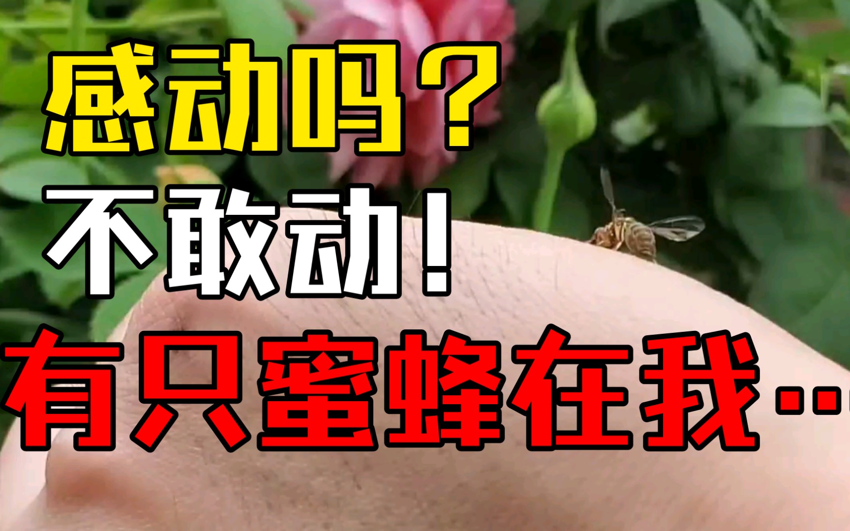 感动吗不敢动rua花rua到蜜蜂