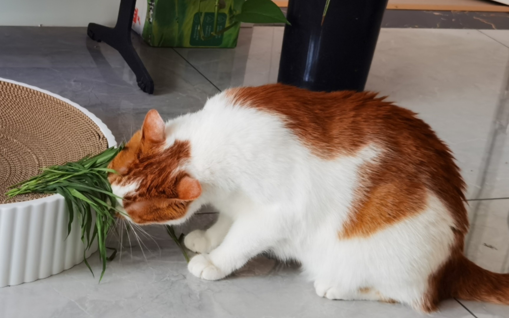 [图]《美 食 节 目》 （本篇含草原兔尾鼠，怕鼠慎入）