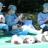【互动视频】挑战养熊猫！假如让你做一天大熊猫饲养员……
