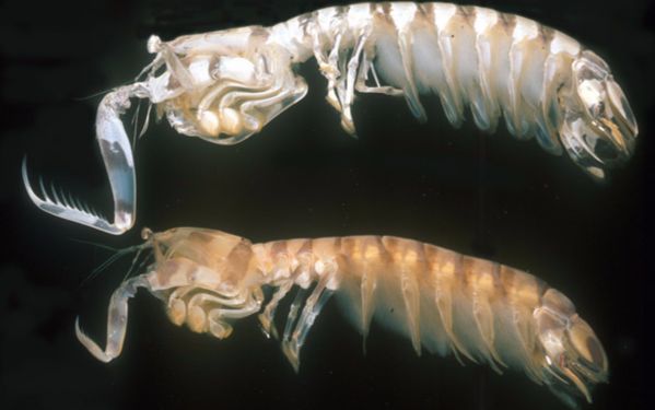 斑琴虾蛄(lysiosquillina maculata)出轨记