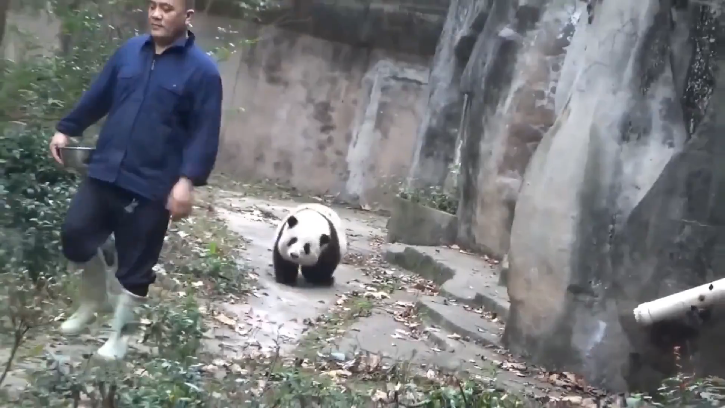 大熊猫花花跑步