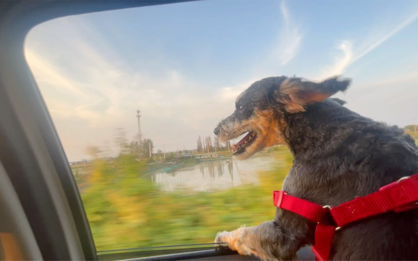 狗子坐车就喜欢看风景