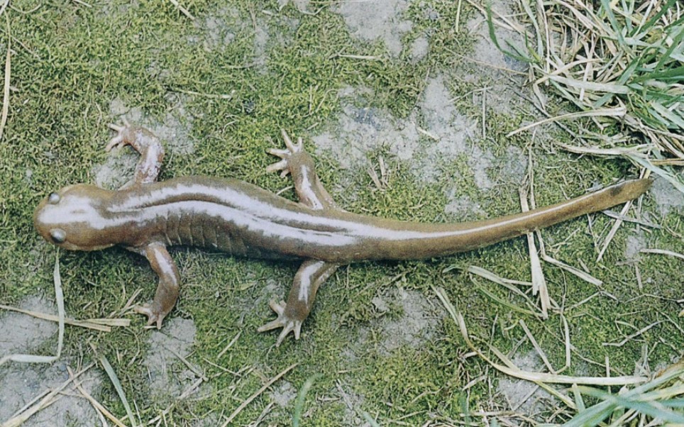 【挂榜山小鲵61濒危】——中国两栖动物视频合集搬运工作