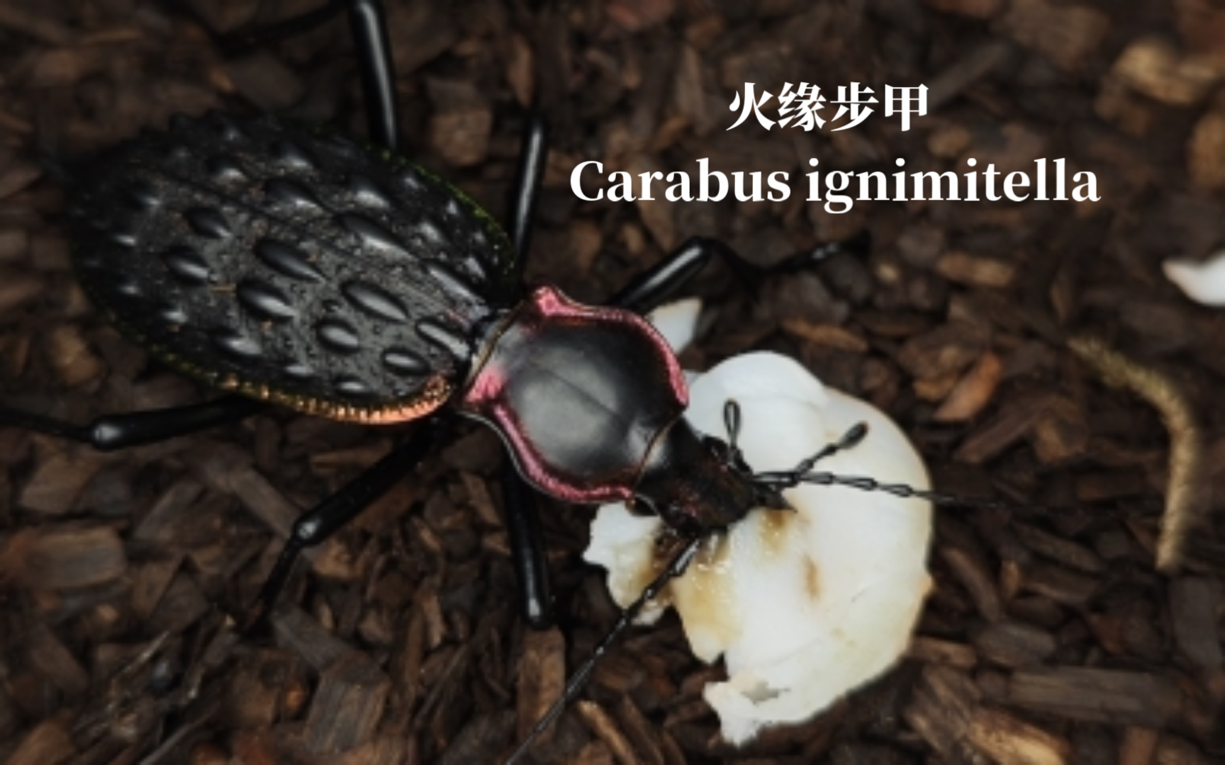 火缘步甲 carabus ignimitella