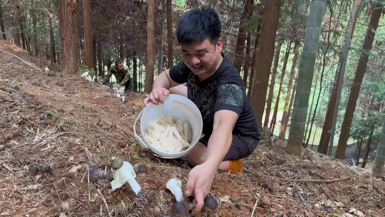 竹荪采摘进入高峰期,漫山遍野开满小裙子,一家出动收竹荪哔哩哔哩bilibili