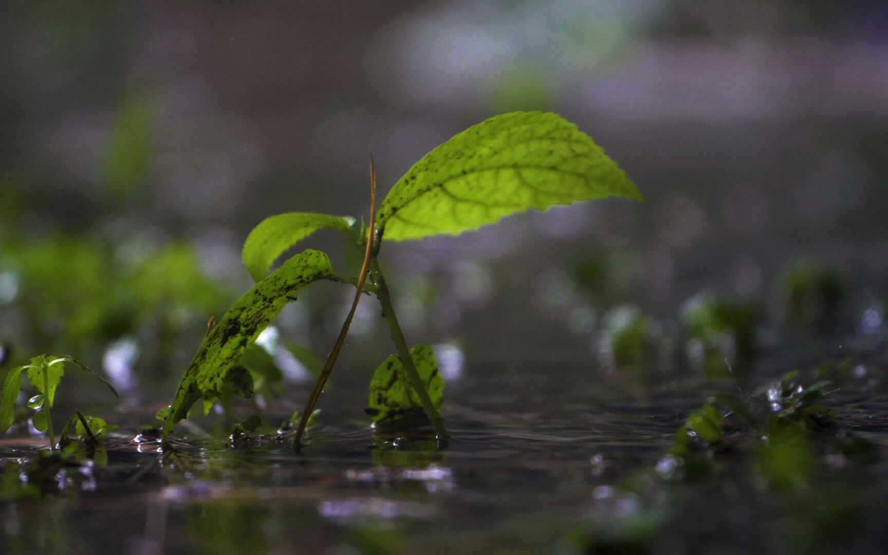 空镜头视 雨季小草树叶下雨雨水 素材分享哔哩哔哩bilibili