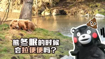 熊为什么会冬眠 哔哩哔哩 Bilibili