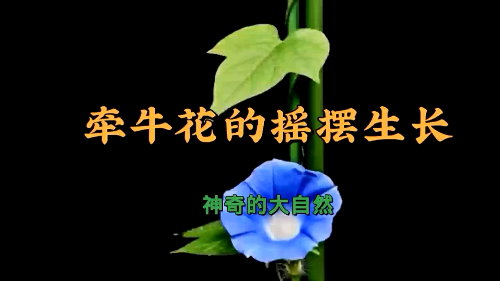 [图]神奇的大自然，牵牛花的摇摆生长