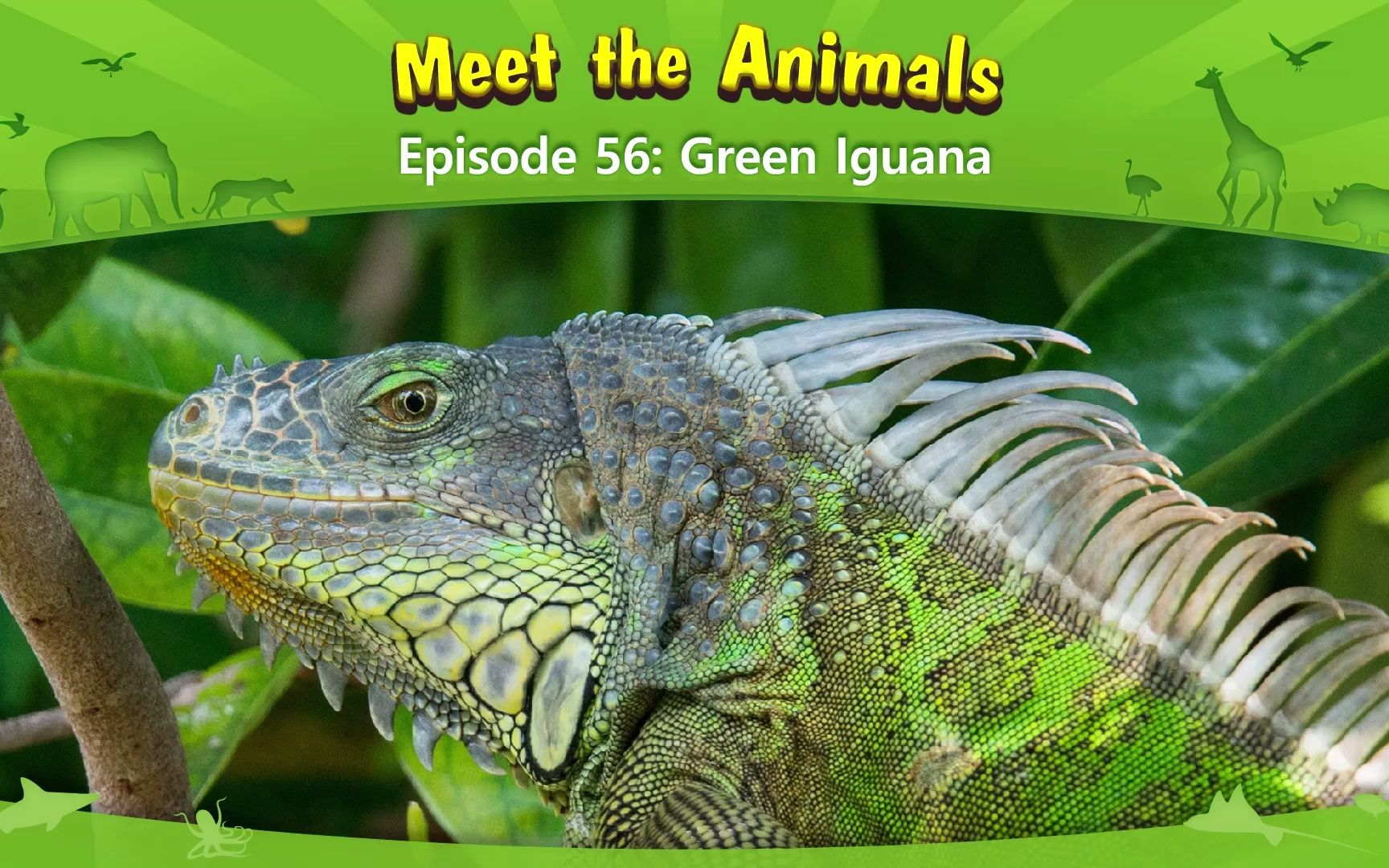 认识动物:绿鬣蜥 Meet the Animals 56 Green Iguana哔哩哔哩bilibili