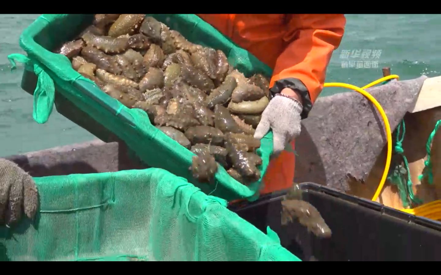 山东 荣成:跟着"海猛子"捞海参