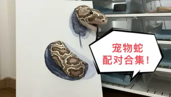 宠物蛇配对合集，猪鼻蛇称得上是最萌配对体型差了
