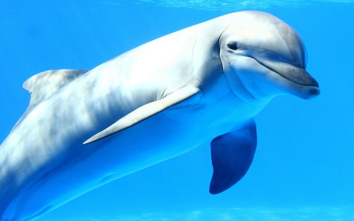 妹子海洋馆之旅第一次见中华白海豚体态巨肥可爱爆了