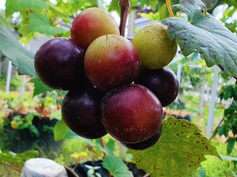 又脆又甜的圆叶葡萄红宝石#葡萄熟了 #自家果园 #被一串葡萄美到了