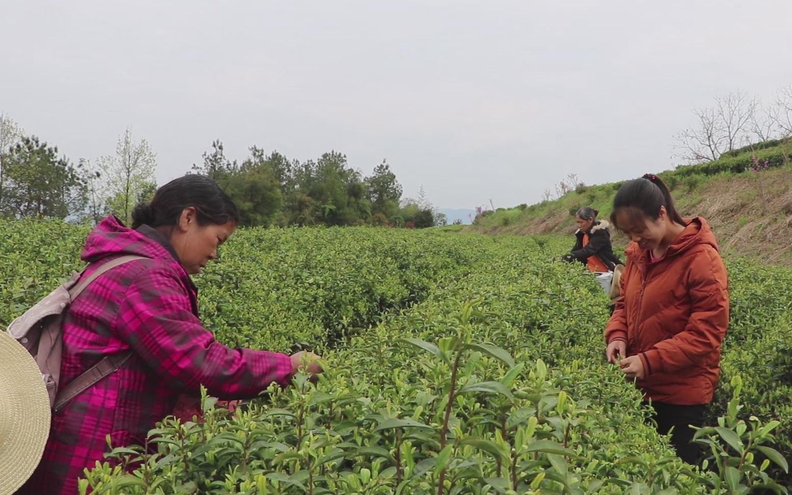 [图]春耕时节采茶忙，农家姑娘带你走进千亩茶园