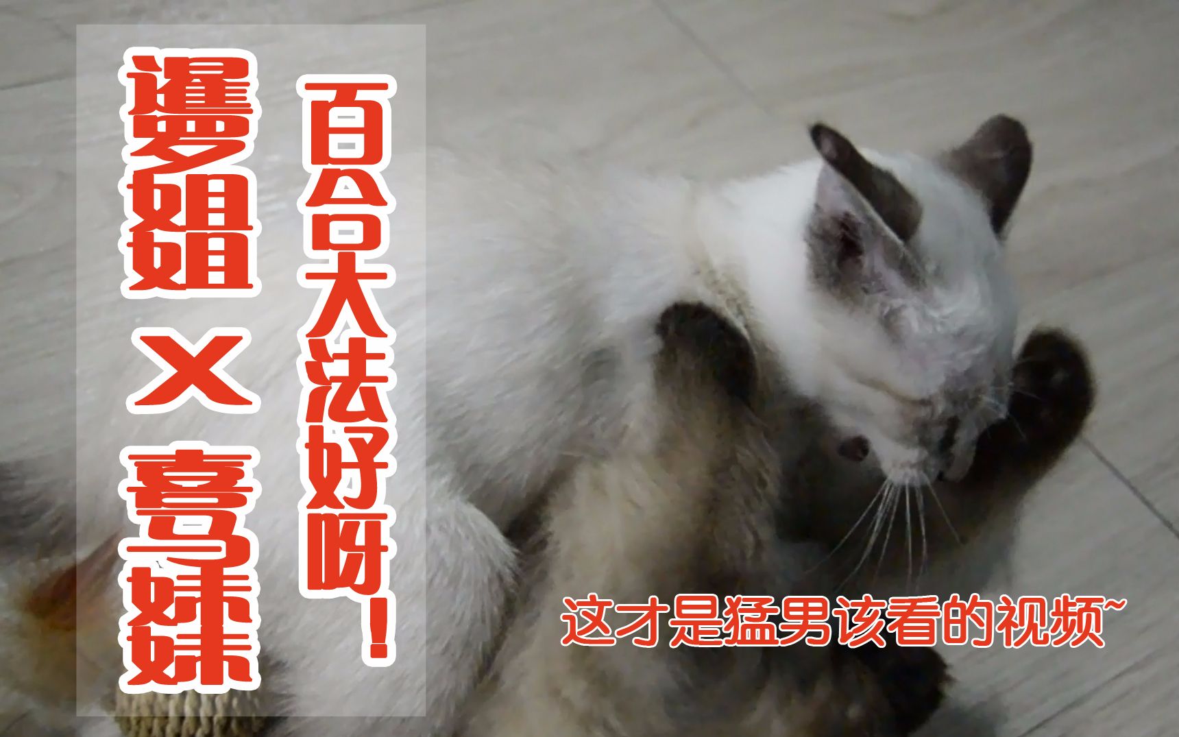 【暹罗猫+喜马拉雅猫】三个月大的两主子的激情猫片!翻滚吧,猫咪!这才是猛男该看的视频~哔哩哔哩bilibili