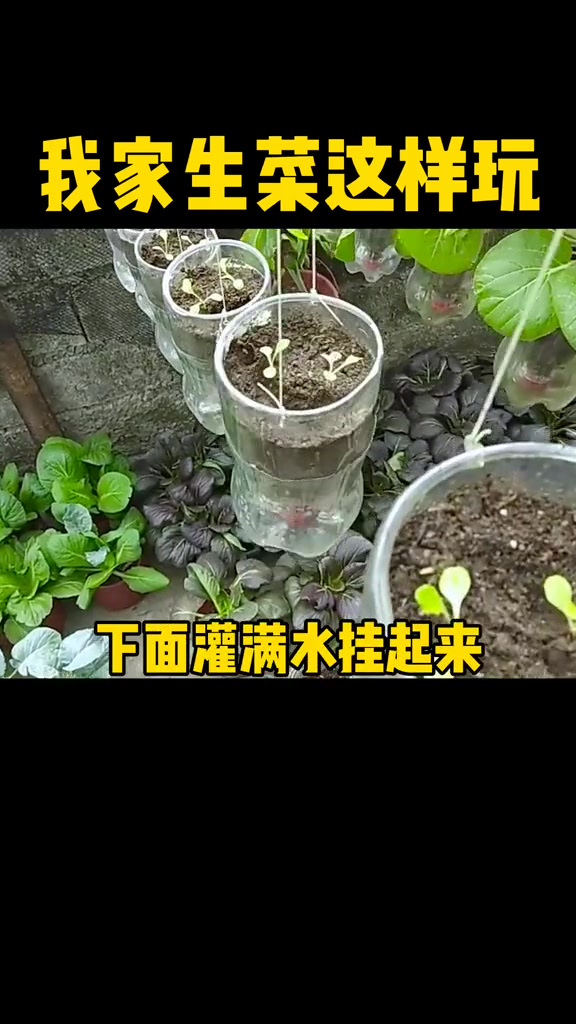 在家种生菜这样种,邻居们都来我家参观,好看又好吃,种植方法我教您!#种菜 #阳台种菜 #种植小技巧 #生菜哔哩哔哩bilibili