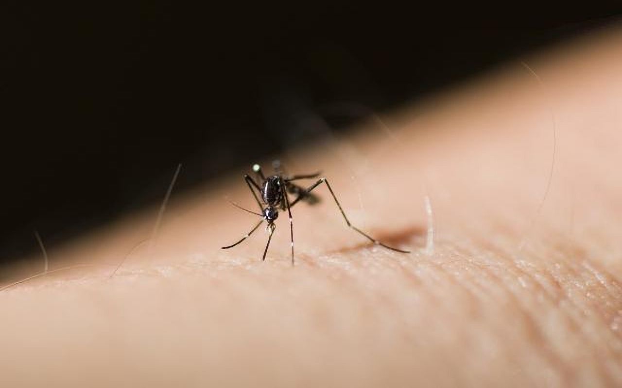 蚊子最害怕它,滴上一滴在身上,蚊子再也不敢靠近你