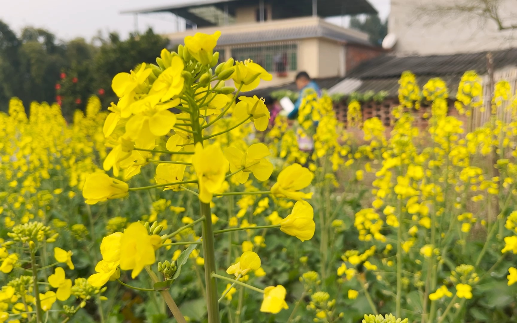 [图]农村大姐一家人晒青菜，龙门阵摆的飞起，欢声笑语中度过美好一天