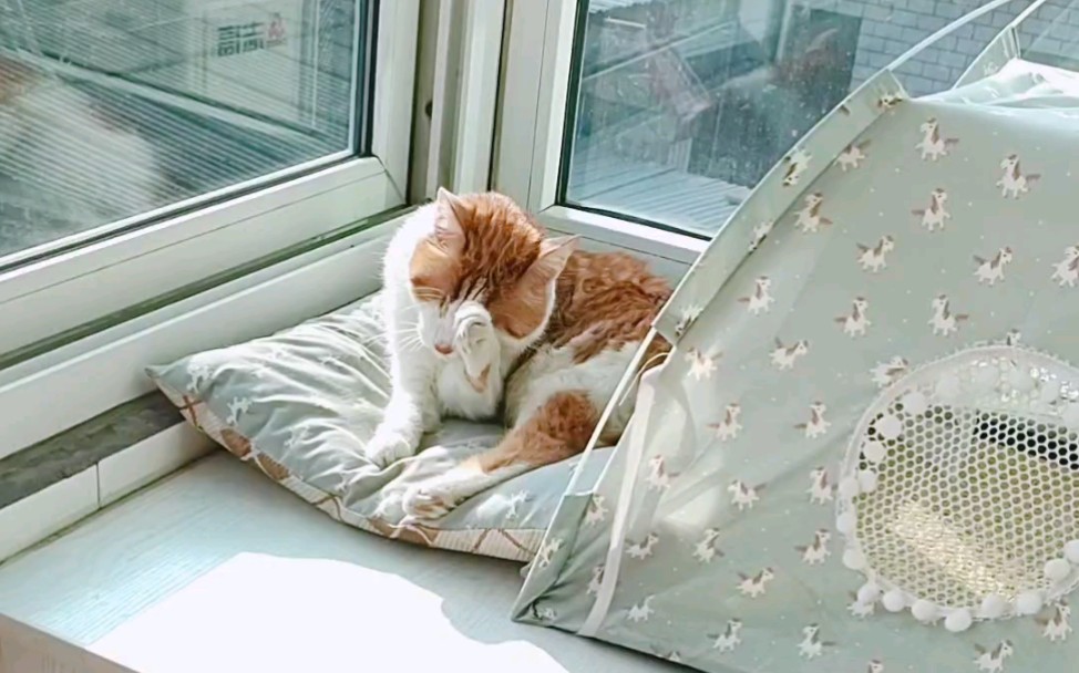 悠闲午后_哔哩哔哩_bilibili