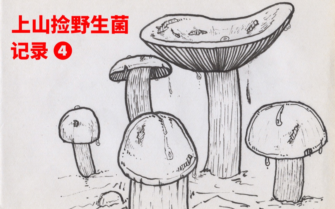 上山捡野生菌吃吃,又是青头菌/牛肝菌/香菌,收获还可以!