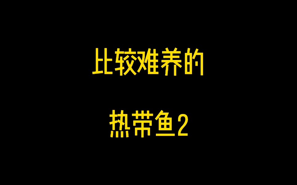 新手如何养热带鱼?不好养的,热带鱼.哔哩哔哩bilibili