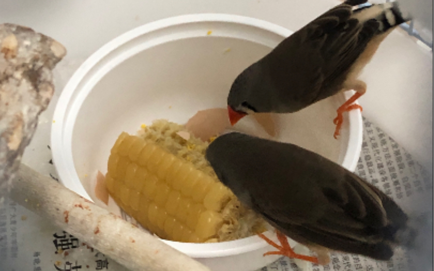 活动作品珍珠鸟吃玉米