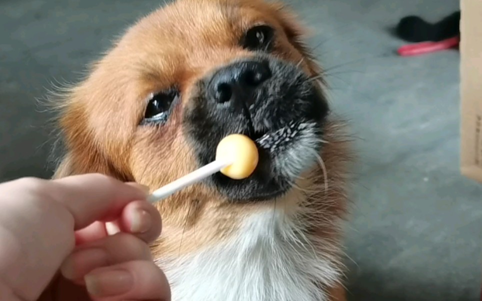 沉浸式看小狗吃糖