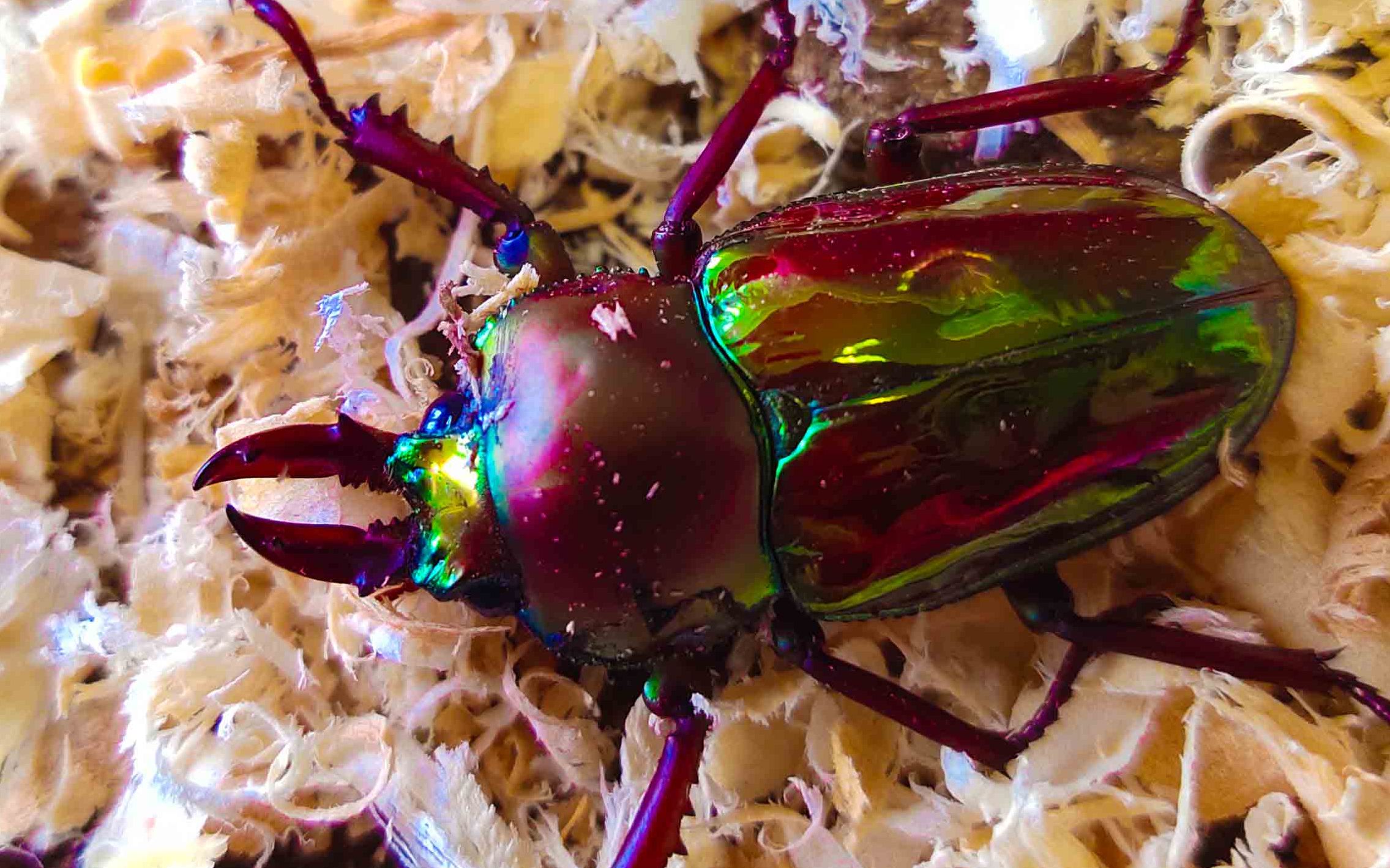 活动作品40包邮的彩虹锹甲对虫开箱