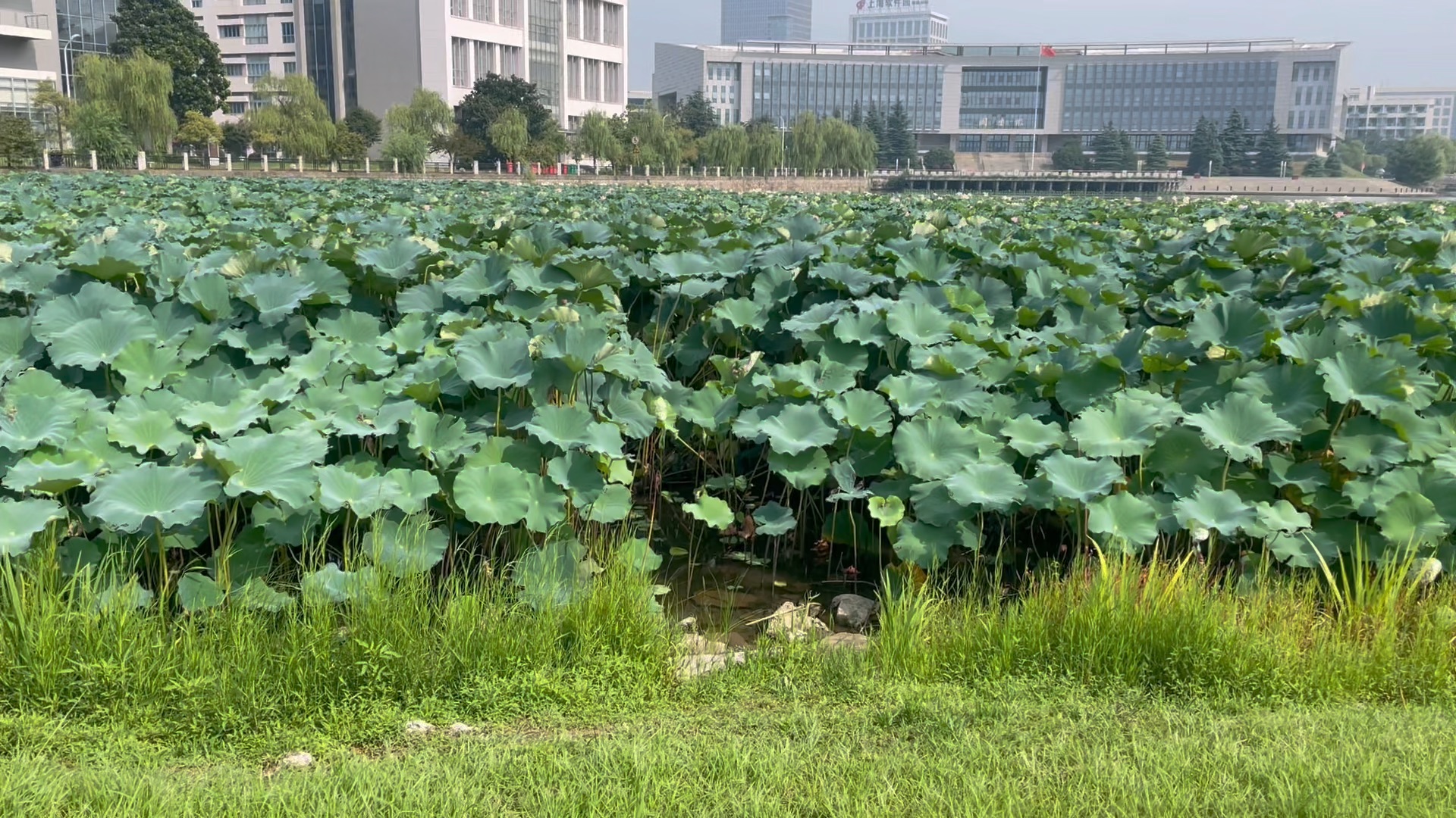 南通大学荷花池|乱剪合集|暑假留校哔哩哔哩bilibili