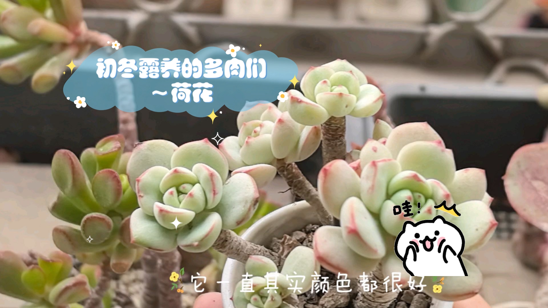 初冬露养的多肉们～荷花,阿尔巴白月影,碧桃杂交,香草比斯,香草冰沙