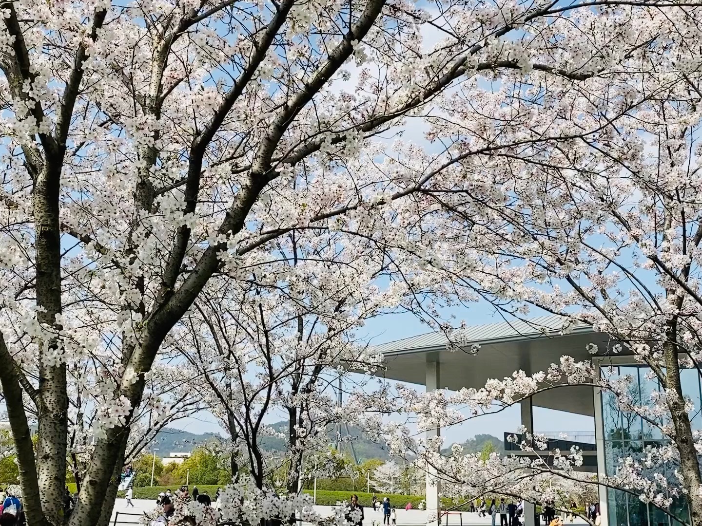 [图]樱花季绝美樱花，不用去日本也可以实现樱花